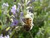 Misumena vatia